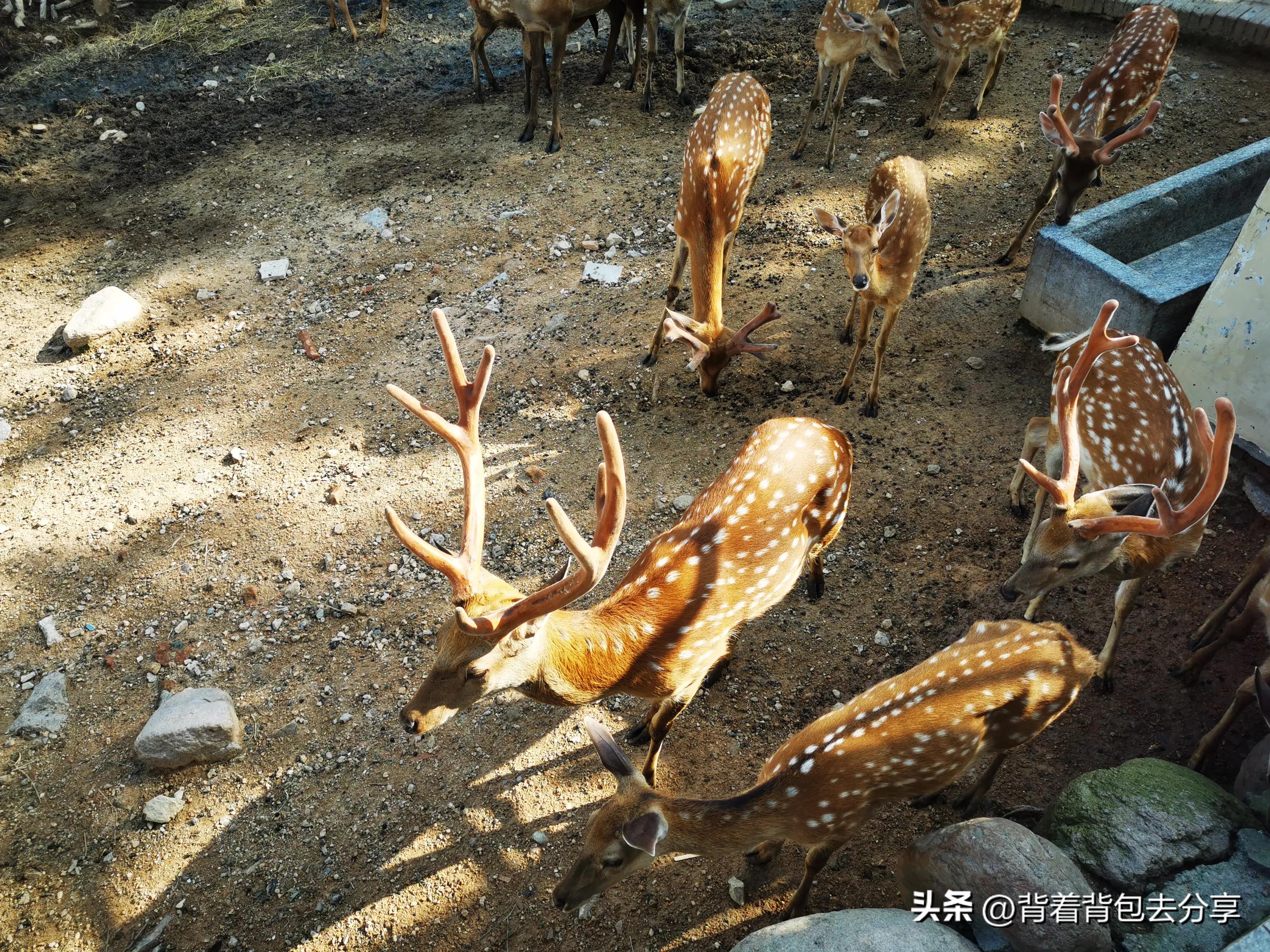 青岛旅游三天自由行攻略最新篇章,青岛最实用的旅游攻略