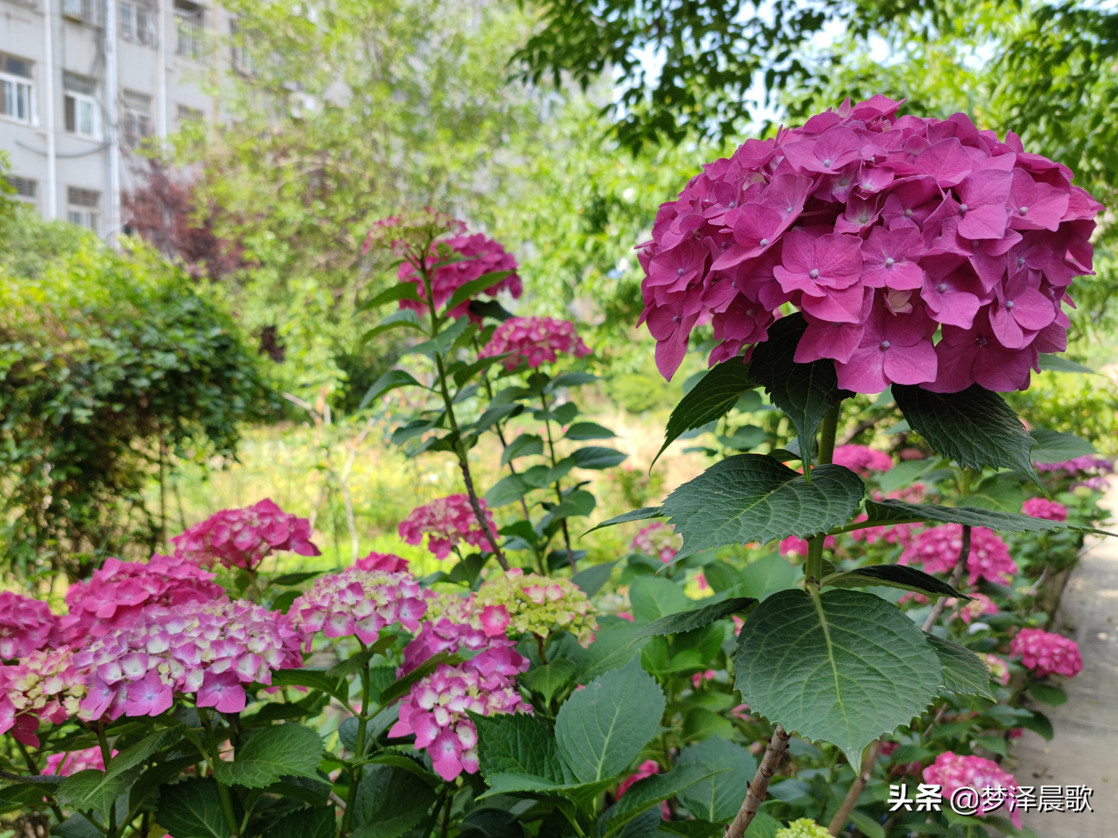 绣球花季不可错过的风景,满山遍野绣球花开惹人醉