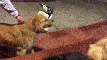 养公狗和母狗的区别你会怎么选,怎么分清公狗和母狗的区别