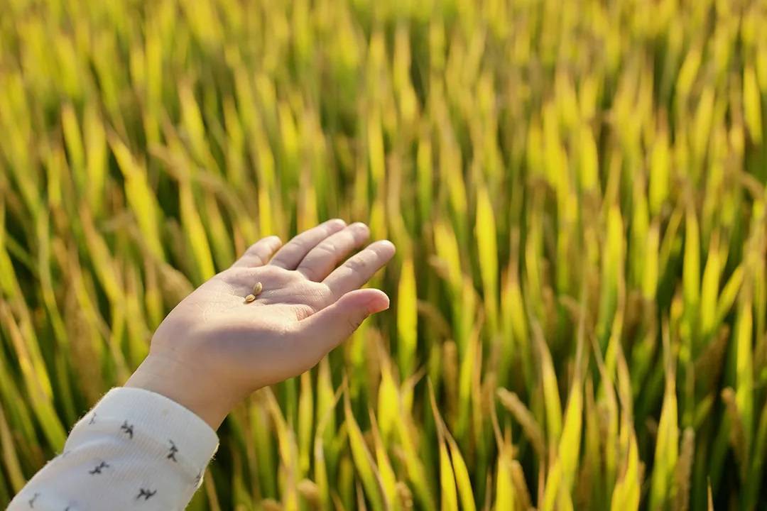 斯坦福大学教育孩子方法,怎么培养孩子读斯坦福