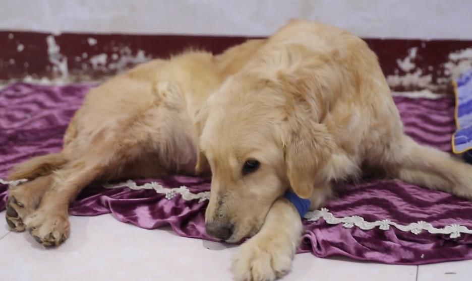 一只怀孕金毛被买狗肉店,得腹水的狗被卖狗肉得救后续