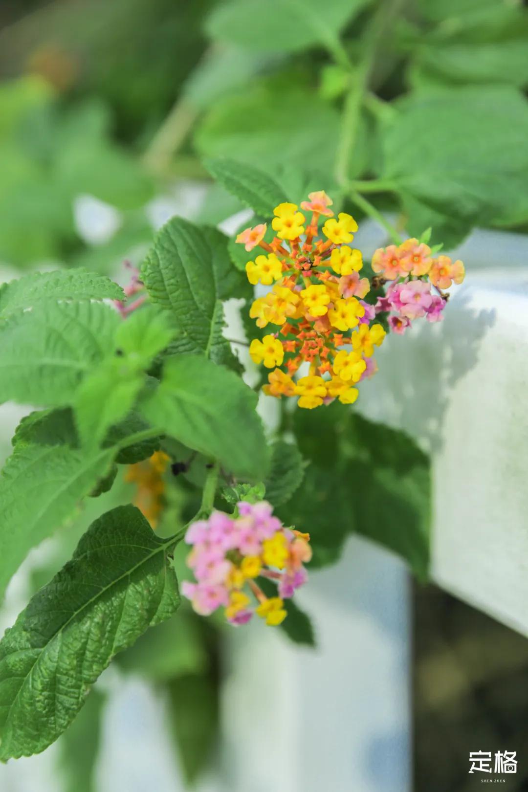 深圳百米长「纯白登山梯」，打卡绝了