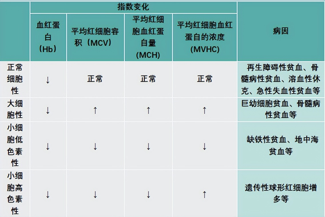 血常规报告怎么拿,血常规报告怎么看