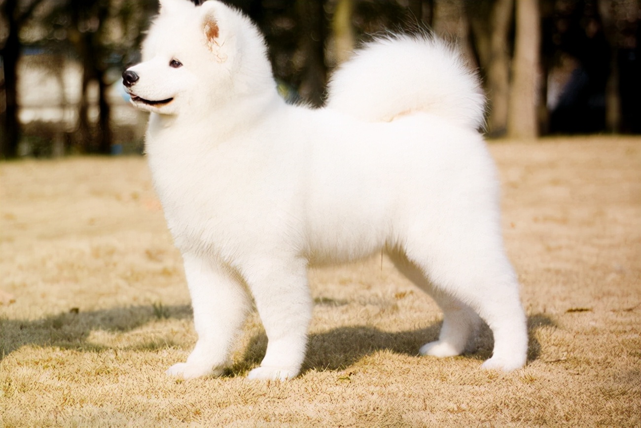 萨摩耶犬不吃饭怎么回事,萨摩耶不怎么吃怎么办