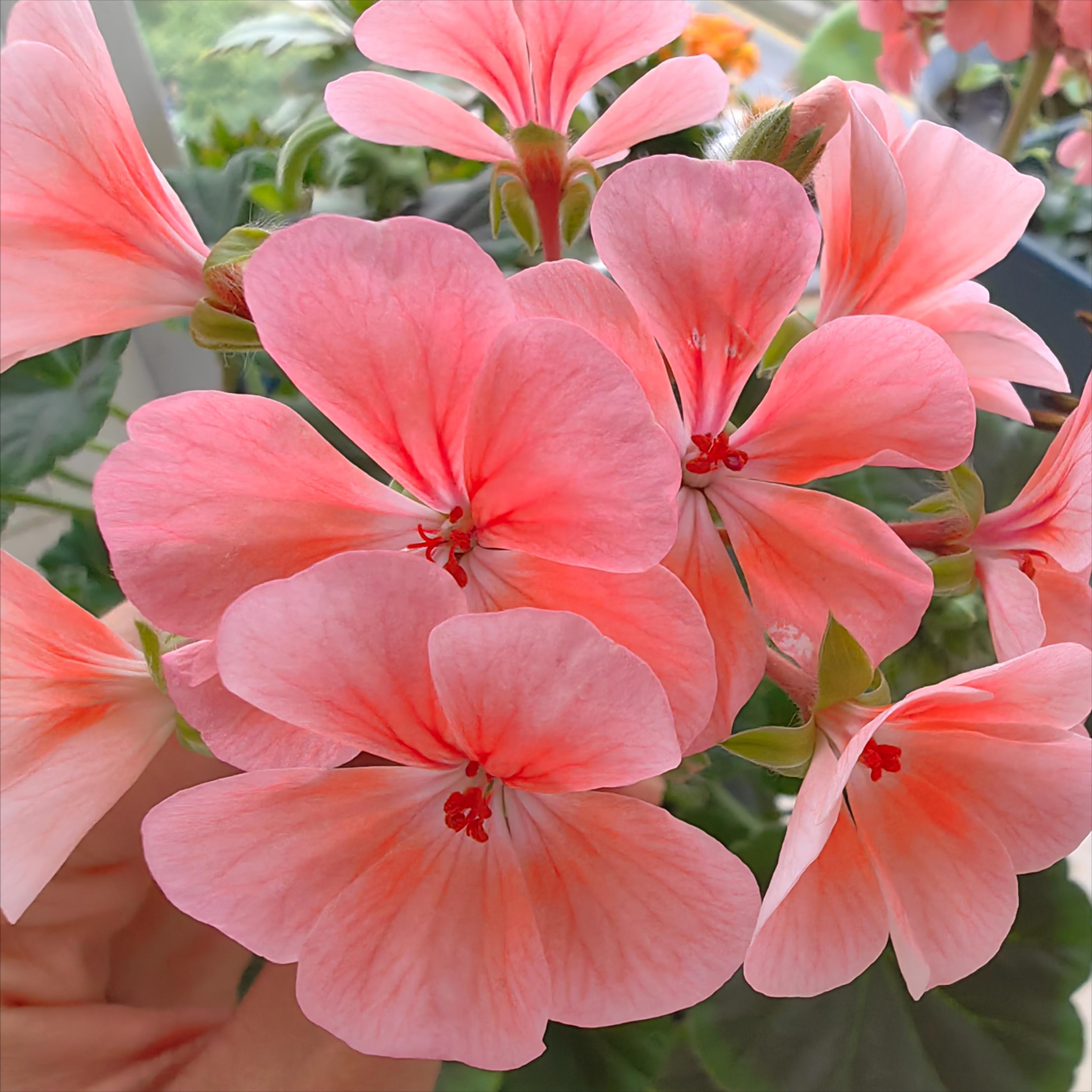 天竺葵叶子发黄原因怎样处理,天竺葵叶子发黄是什么原因引起的