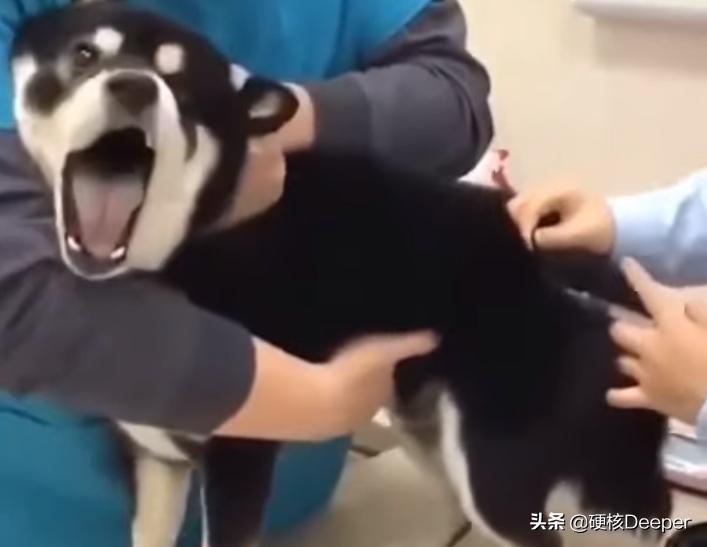 为什么人类分娩比其他动物更痛苦,动物分娩和人类分娩是一样痛苦吗