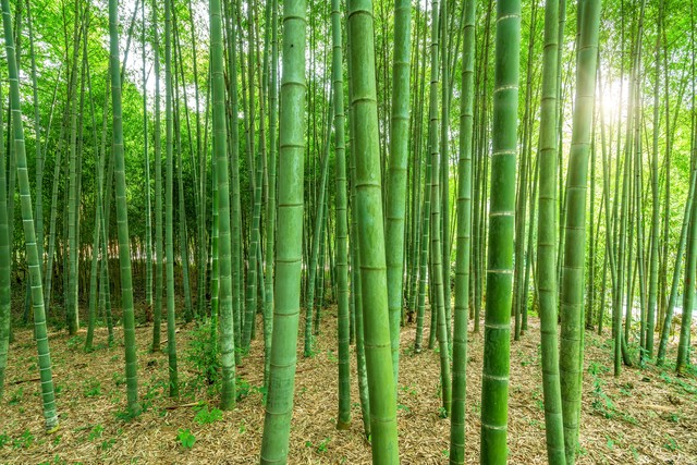 夏天竹子诗句古诗大全,写风吹绿竹的诗词