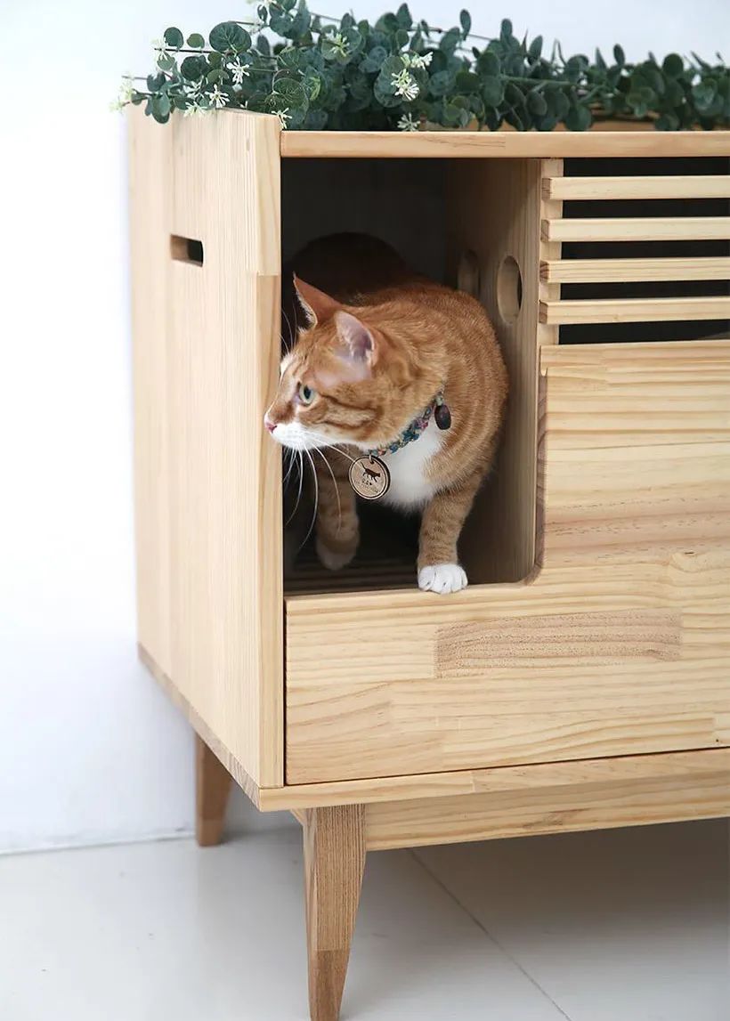 宠物人性化设计,宠物产品的情感化设计