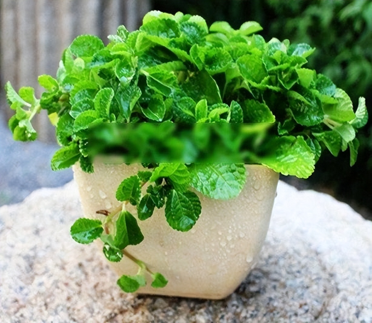 适合家养吸甲醛的绿植,适合家庭种植的除甲醛植物