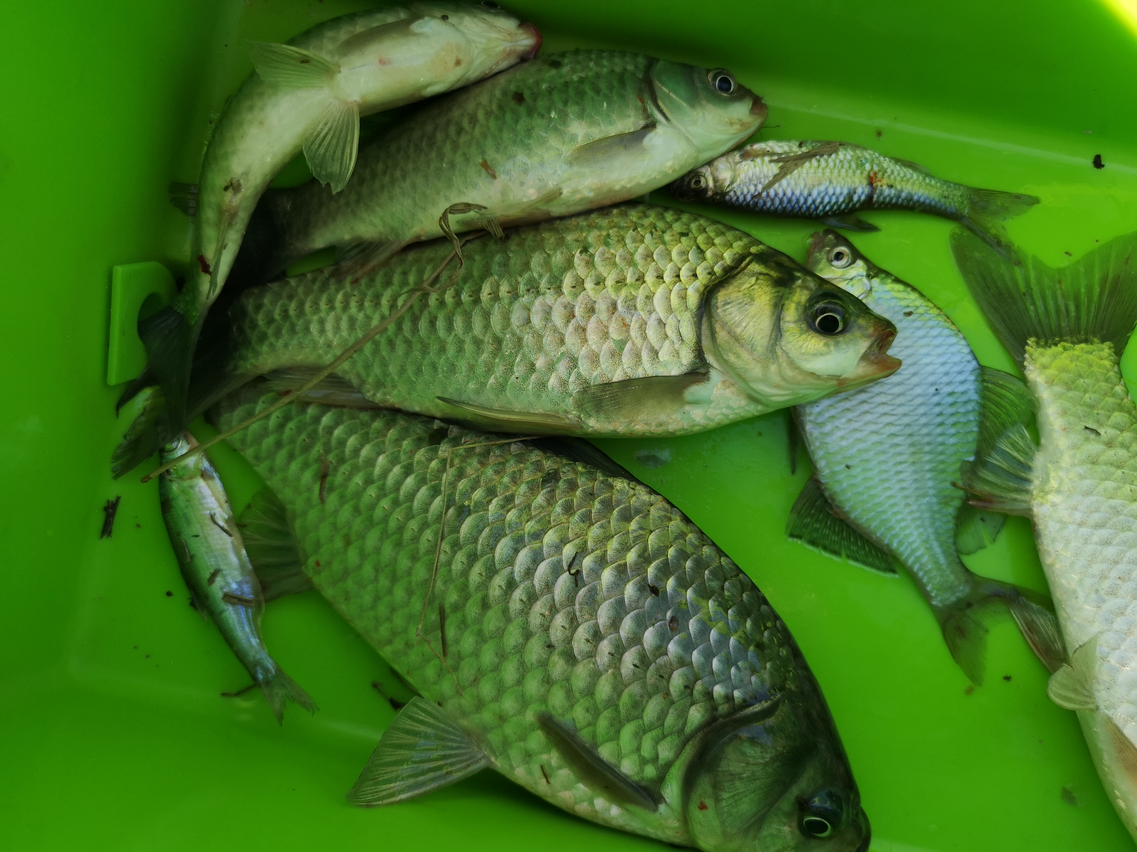 冬季七星漂朝天钩野钓鲫鱼,冬季七星漂双钩野钓鲫鱼