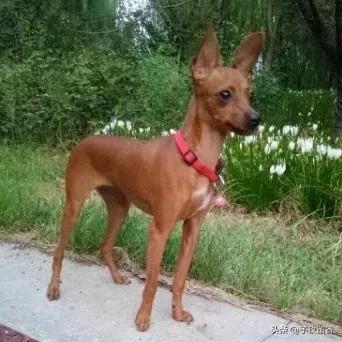 宠物狗应该怎么养详细介绍科普,宠物狗喂养及训练方法有哪些