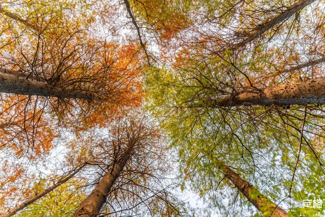 娲箹鍏洯娣卞湷,娲箹鍏洯鑽疯姳