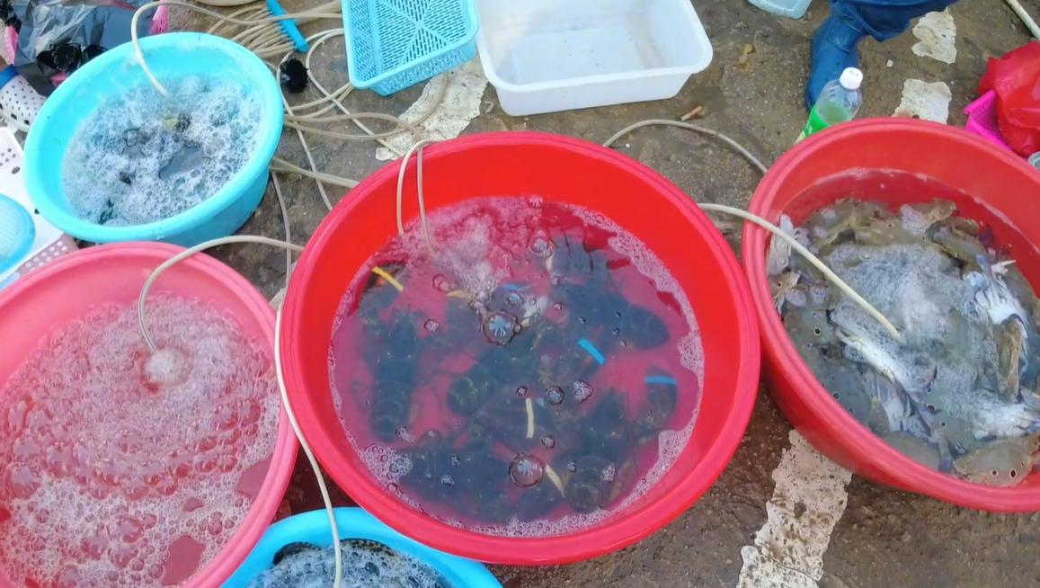 三亚大鲍鱼批发市场,三亚去哪里买海鲜最便宜