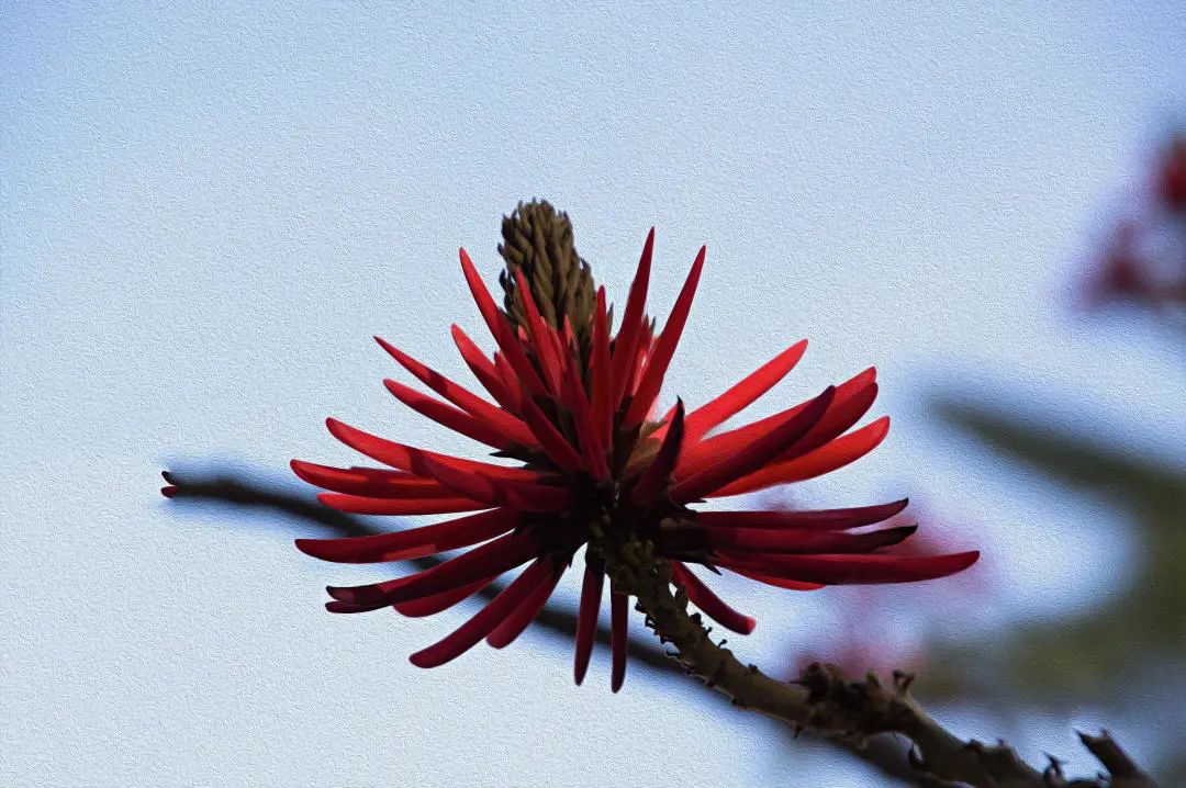 大自然的奇花有哪些,大自然一年四季都能开的花
