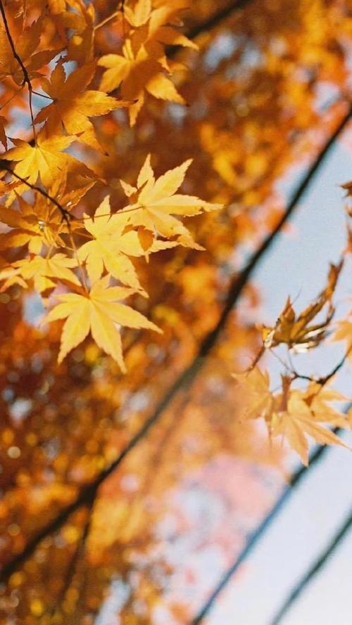 以秋天为主题重点表达情感散文,秋天是一种心境散文