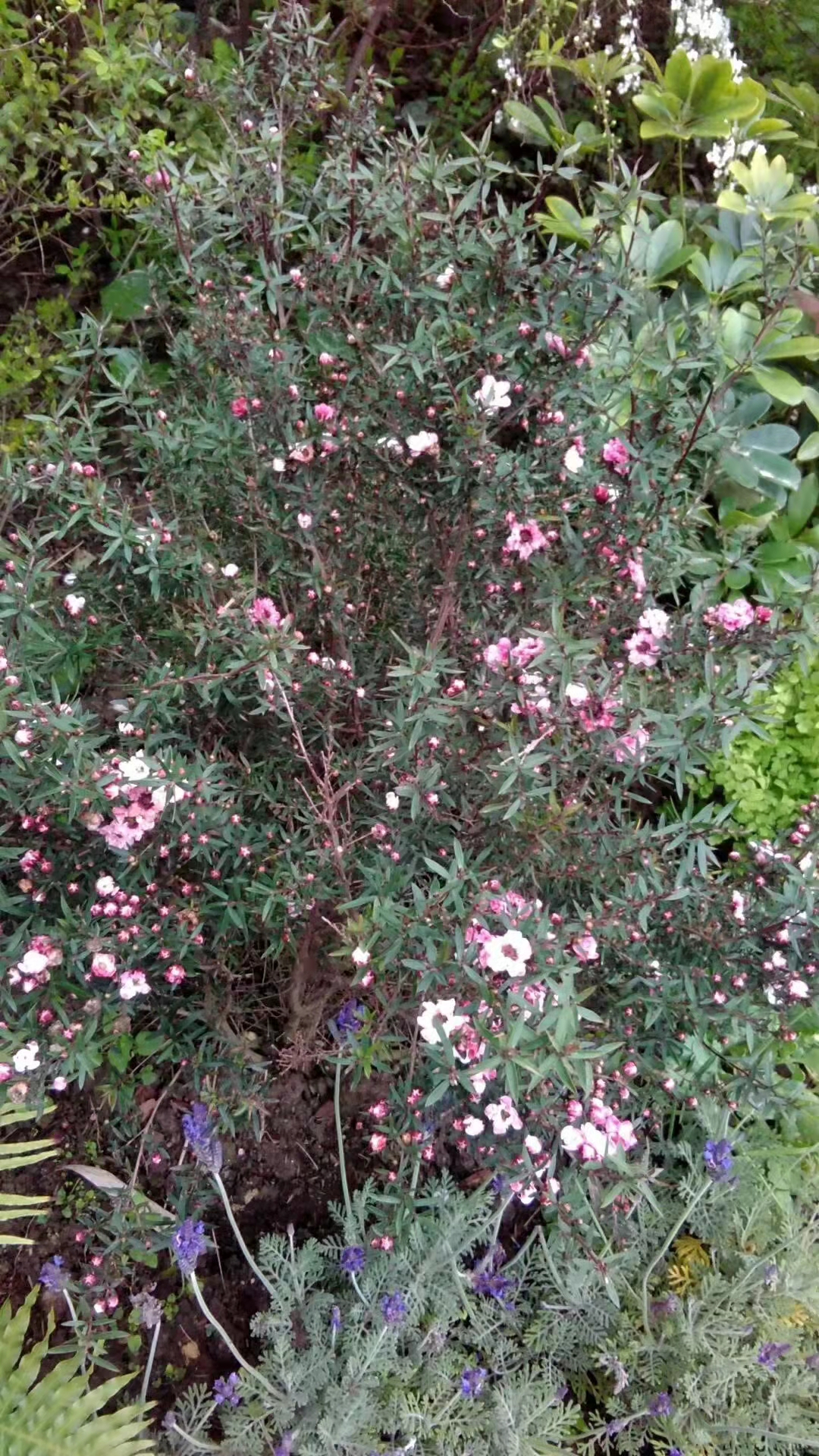 松红梅与松针梅区别,跟松红梅很像的花有什么