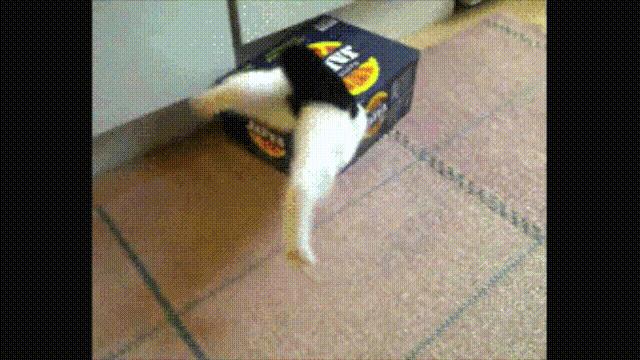 液体猫是真的吗,为什么都说猫咪是液体猫