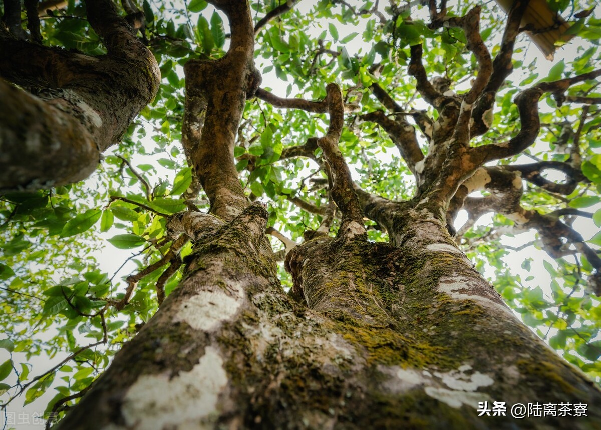 杜春驿澜沧古茶,杜春峰乌金熟茶澜沧古茶