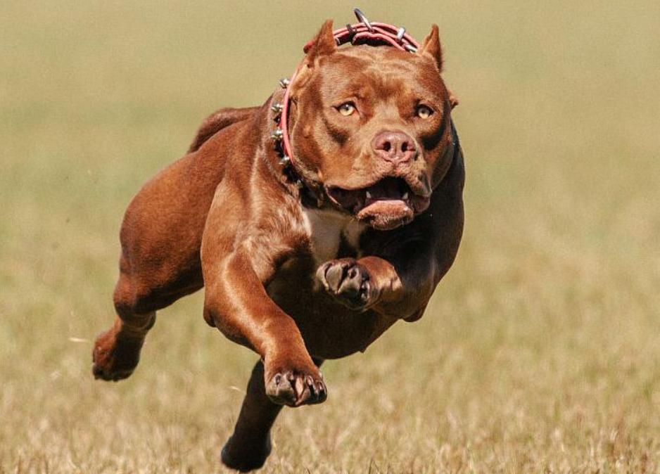 如果将40只比特犬投入非洲大草原，称霸一方还是真的活不过一周？