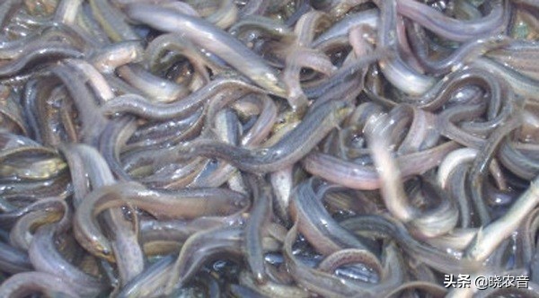 2022年泥鳅养殖前景怎么样,泥鳅养殖市场前景