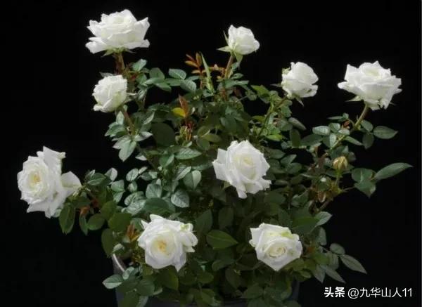 微型月季品种价格是多少 (微型月季品种有哪些)