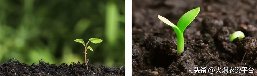 氨基酸肥料的9大优势,做农资需要掌握的知识