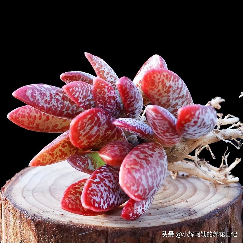 多肉银星,多肉卡罗尔简介