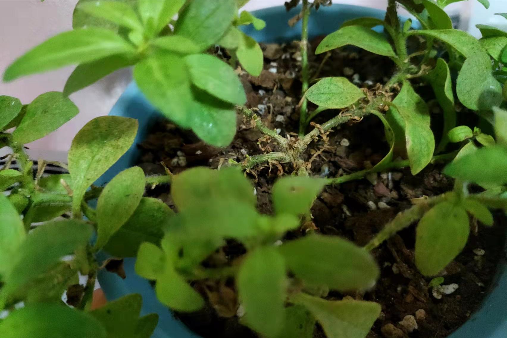 春季养这6种花请别再频繁浇水了,3种花漂亮又好养