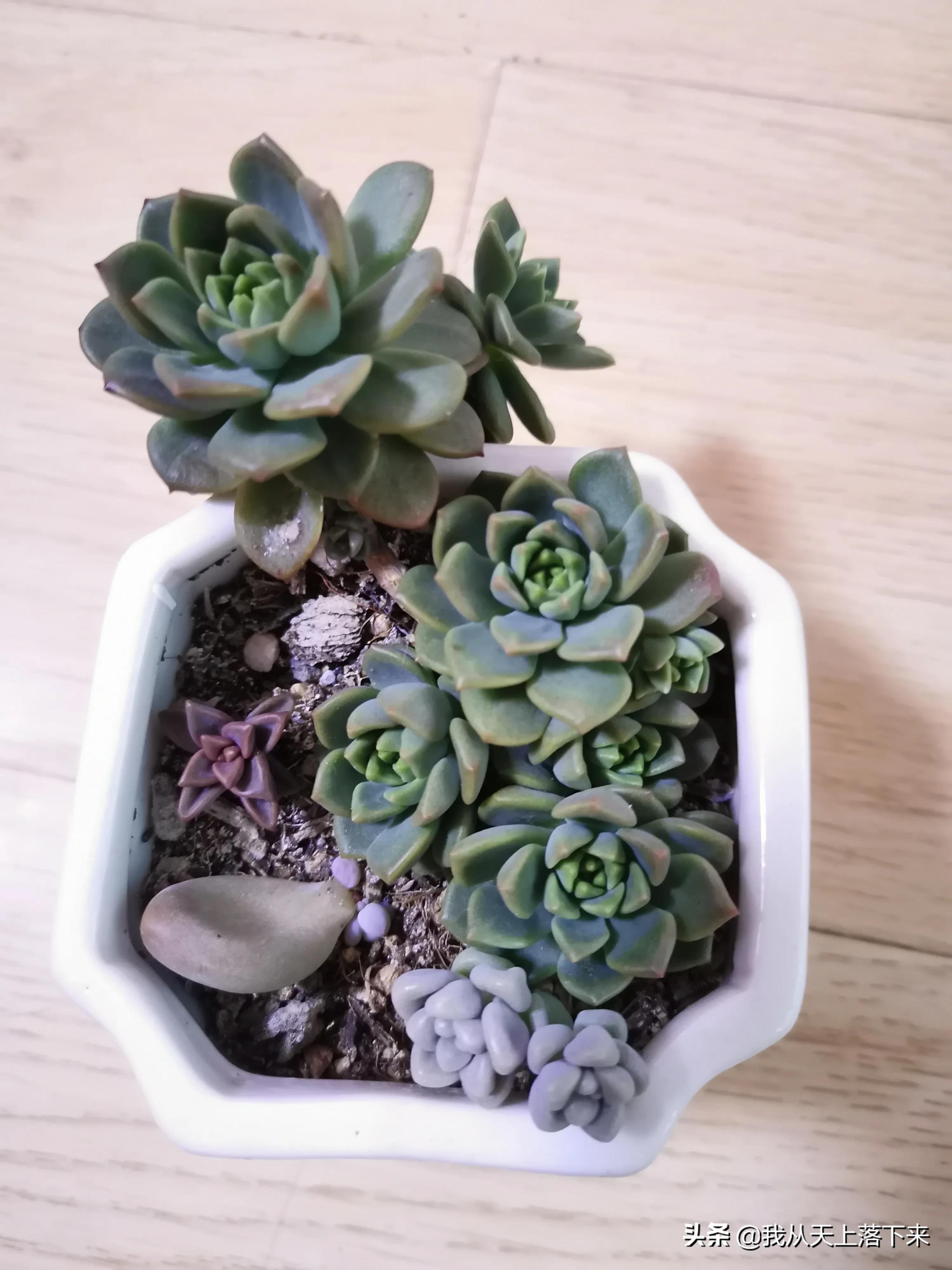 多肉品种及图片大全欣赏,多肉品种辨别图片大全欣赏