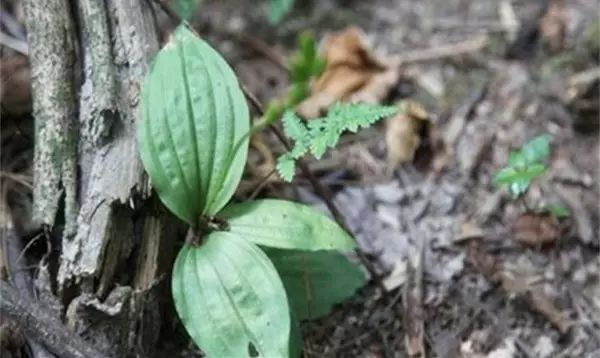 车前草与见血清的区别,见血清和车前草的区别