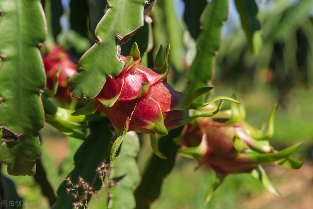 这5种水果热量很高减肥期间慎吃,什么水果热量低适合减肥吃冬天