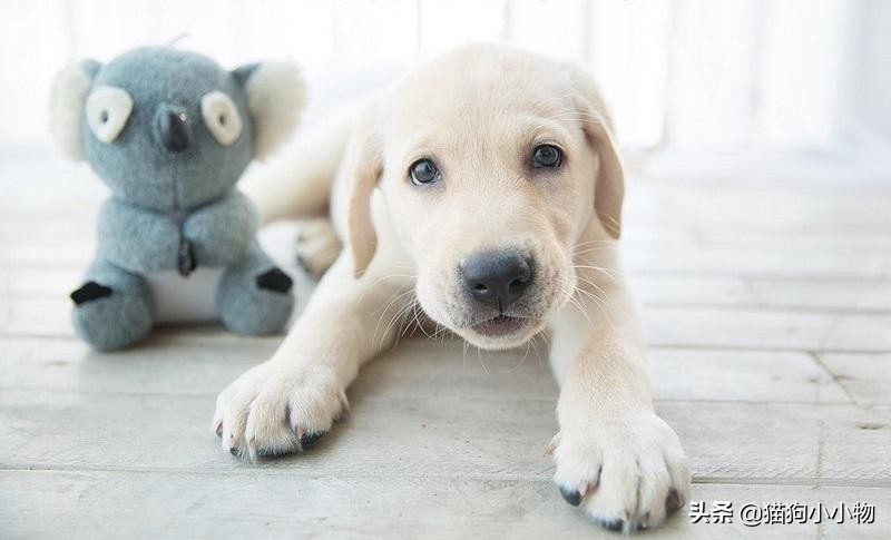 怎么挑选一只凶猛又护主人的狗,怎样挑选一只聪明又听话的狗