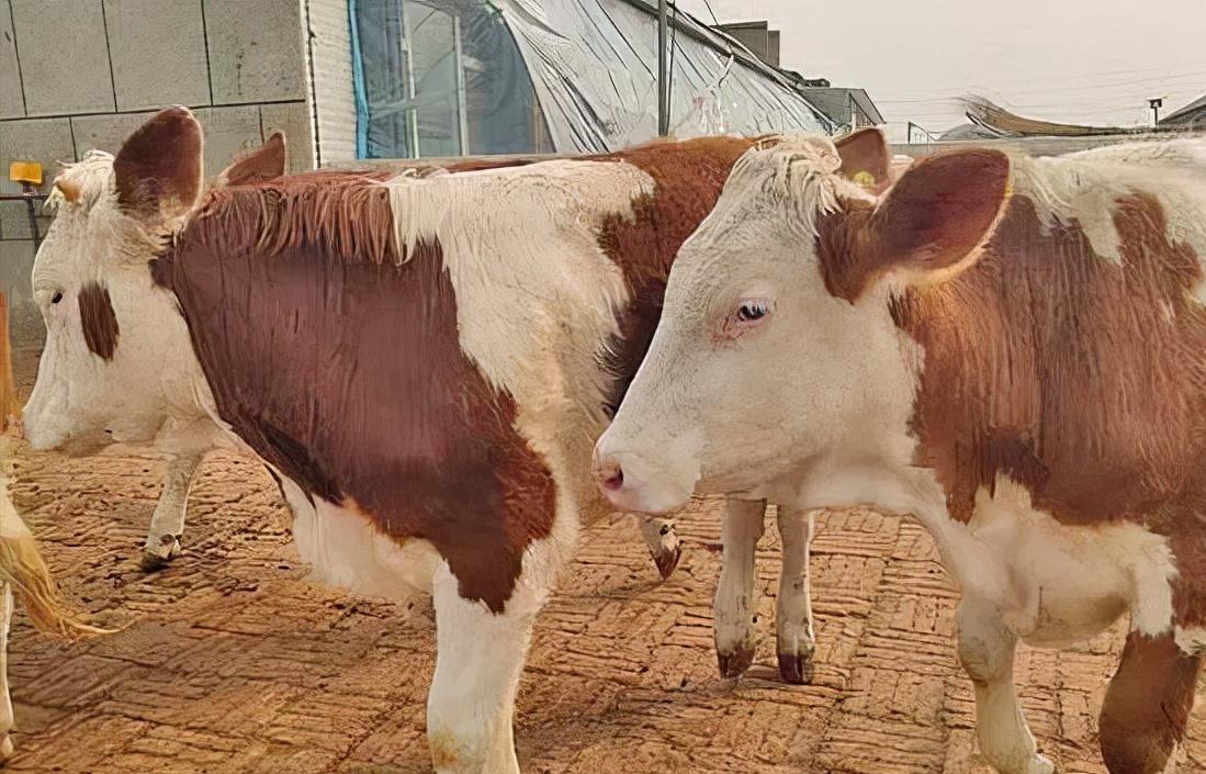 育肥牛一年要驱几次虫？