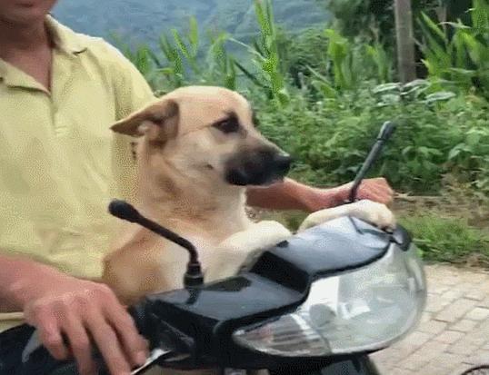 养狗首选的3种狗既便宜又好养,新手养狗什么狗比较便宜好养