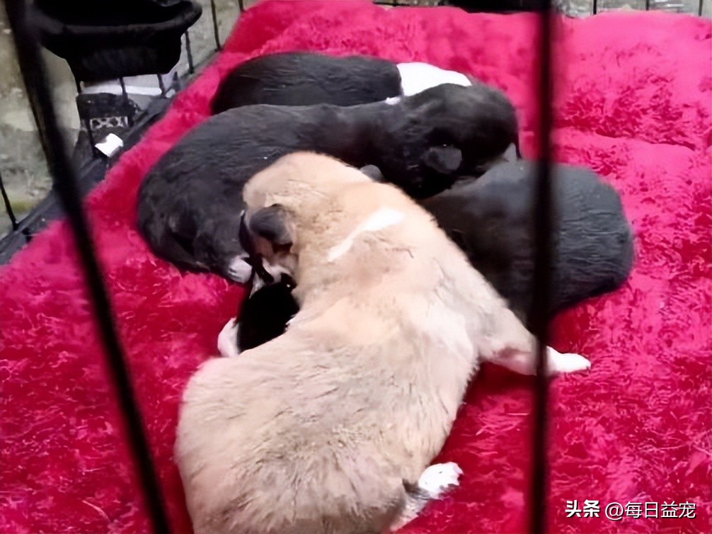 狗妈妈产后流血，眼看着就要不行了，还特意给宝宝喂了次奶