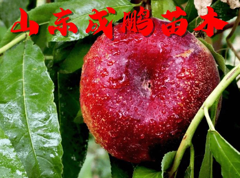 新品种水果苗图片及价格,各种水果苗新品种物美价廉