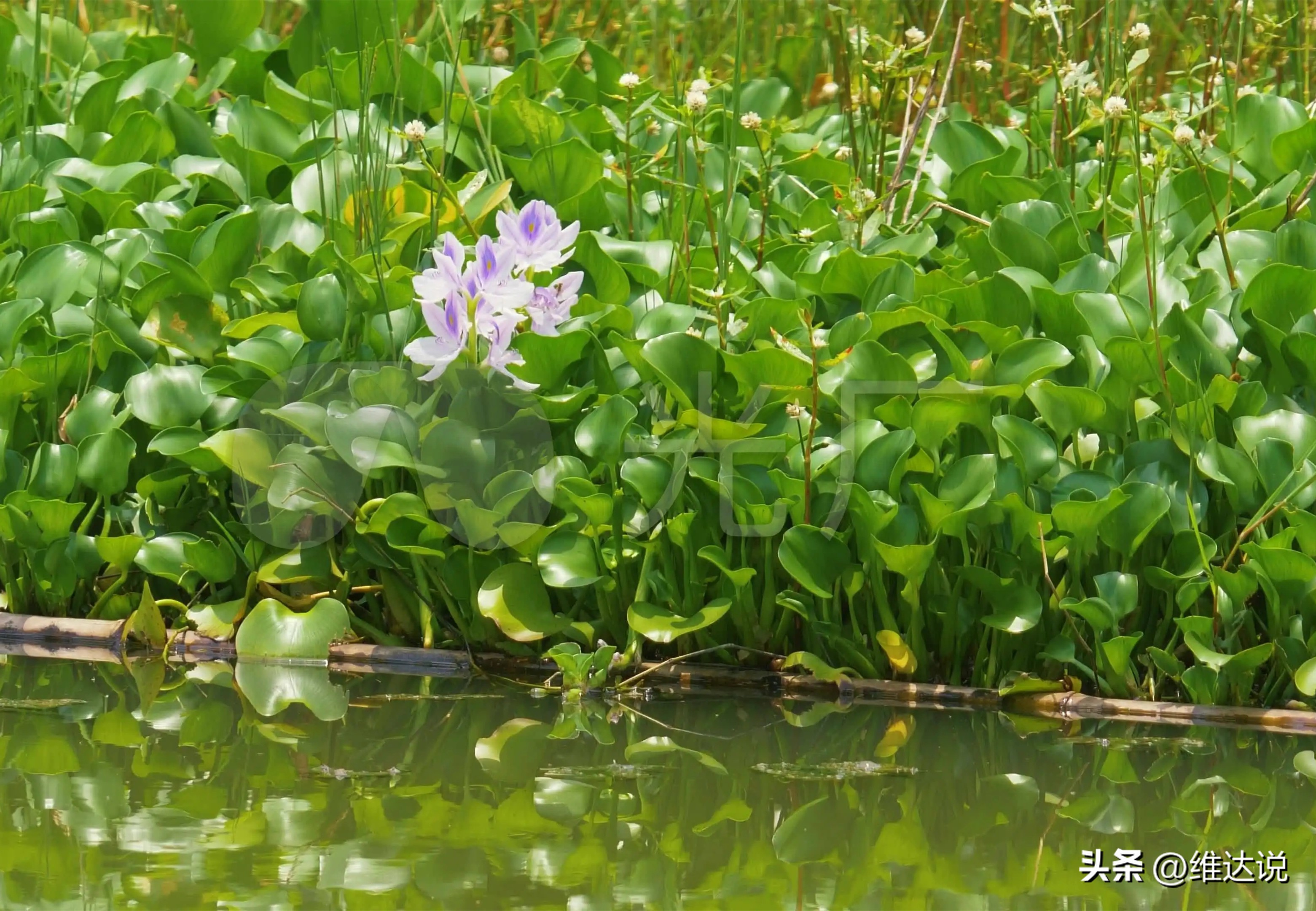外来生物入侵鳄雀鳝怎么出现的,图说外来入侵物种鳄雀鳝