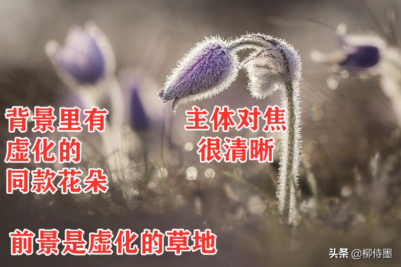 花朵唯美拍照,花朵如何拍摄唯美