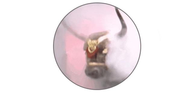 黄牛的操作能有多离谱,论黄牛的操作有多离谱