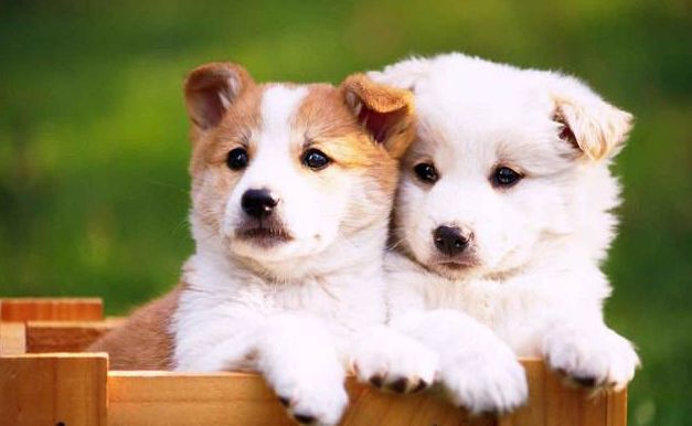 狗狗泌尿道感染的前兆,狗狗妇科问题