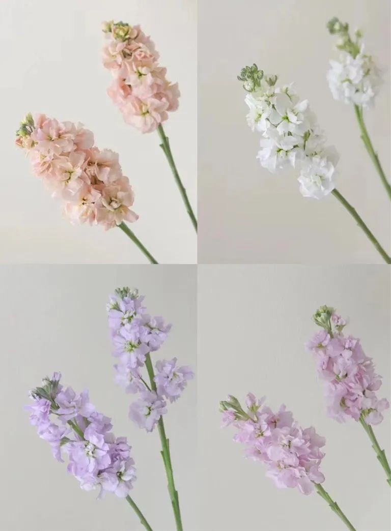 女神节送花的作品,女神节送什么花好看