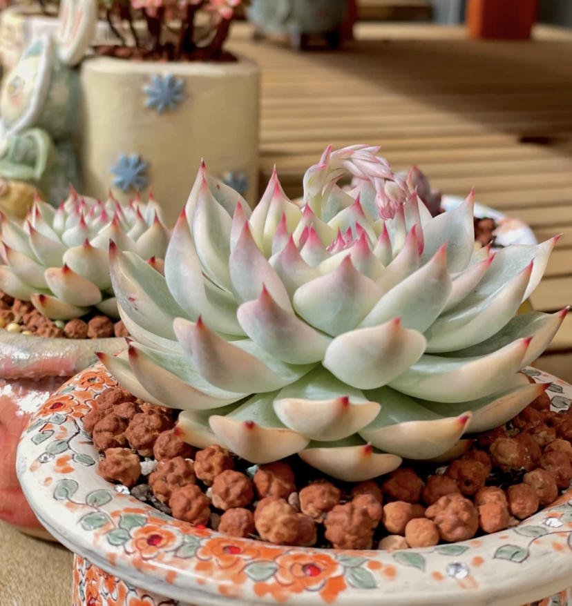 惊鸿仙子是吉娃娃的优选吗,三花吉娃娃有几种颜色