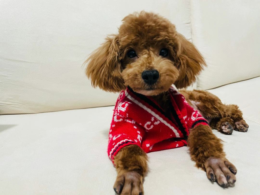 无体味不掉毛不拆家不叫的狗,体味最大的狗狗排行榜前十位