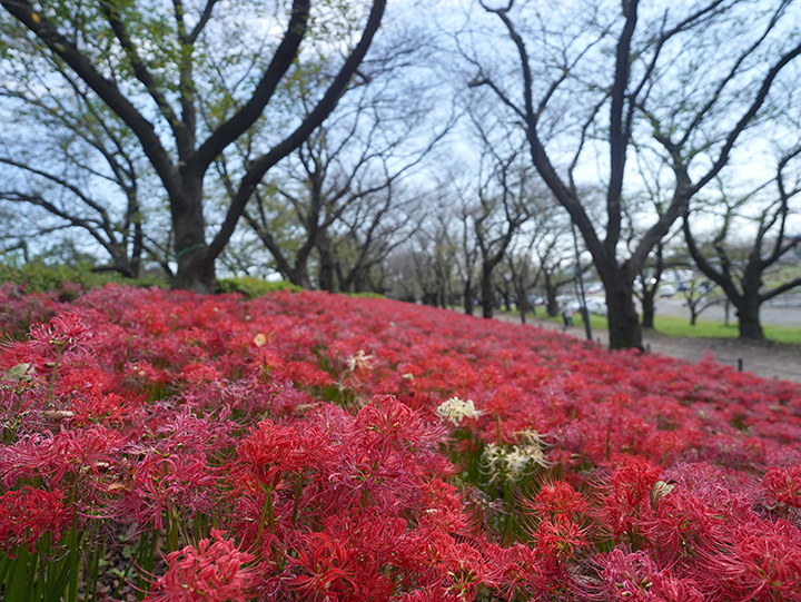 日本埼玉县一周游玩规划,日本埼玉好玩的地方