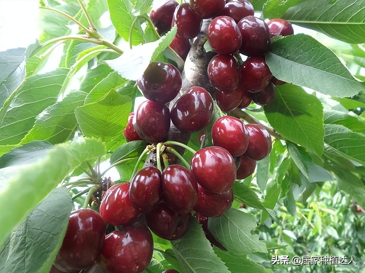 盆栽种植车厘子,庭院种植车厘子一棵能结果吗