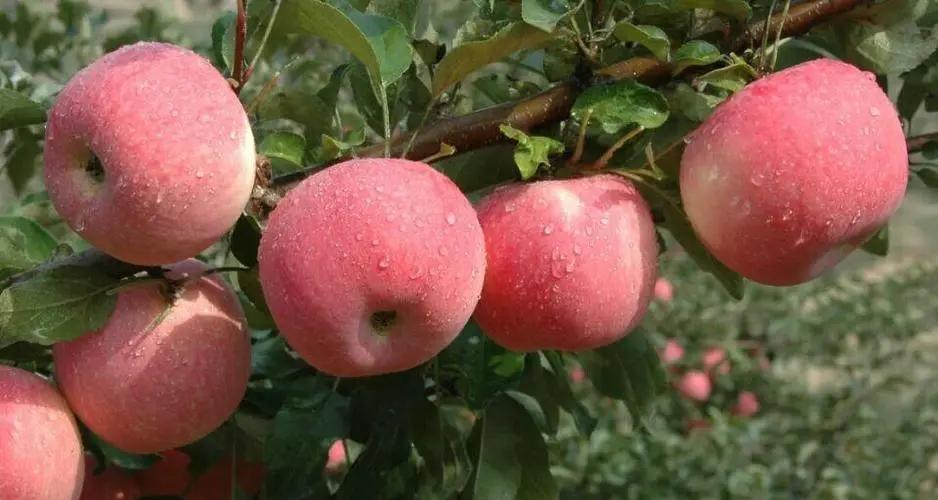 苹果幼果期能喷施水溶肥吗,苹果幼树水溶肥正确使用方法