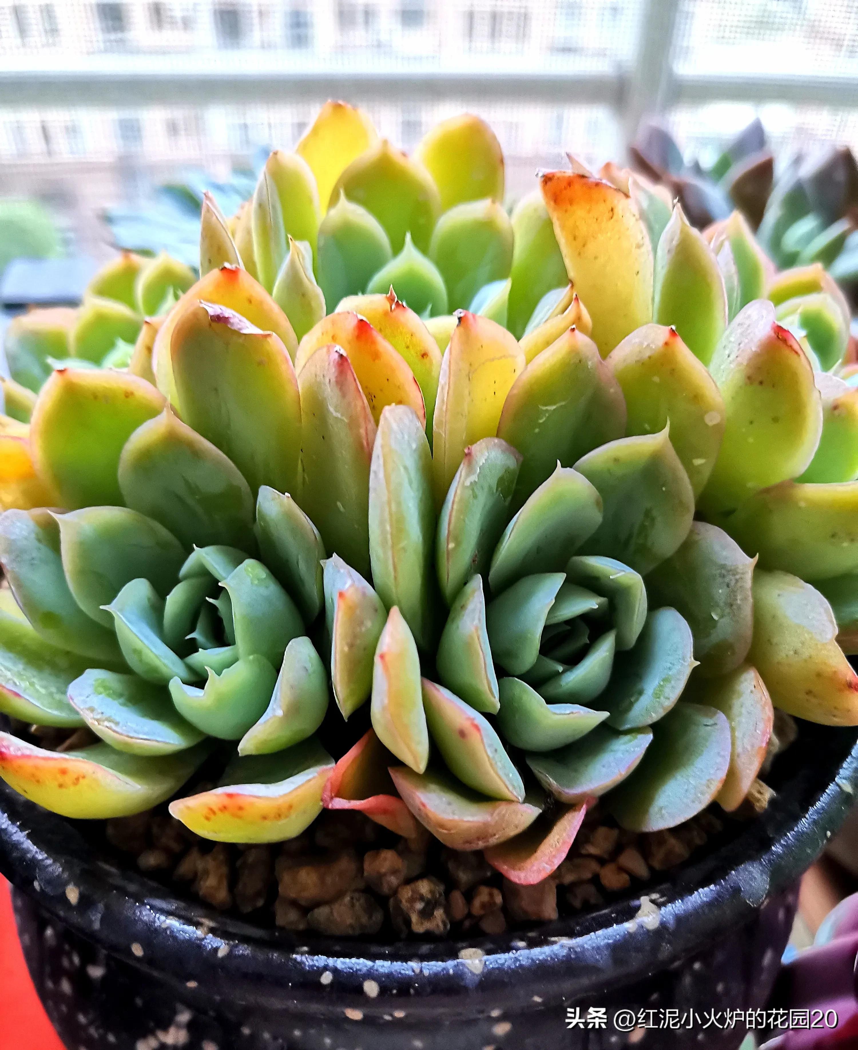 那些年我踩过的雷,那些年我踩过的坑原视频