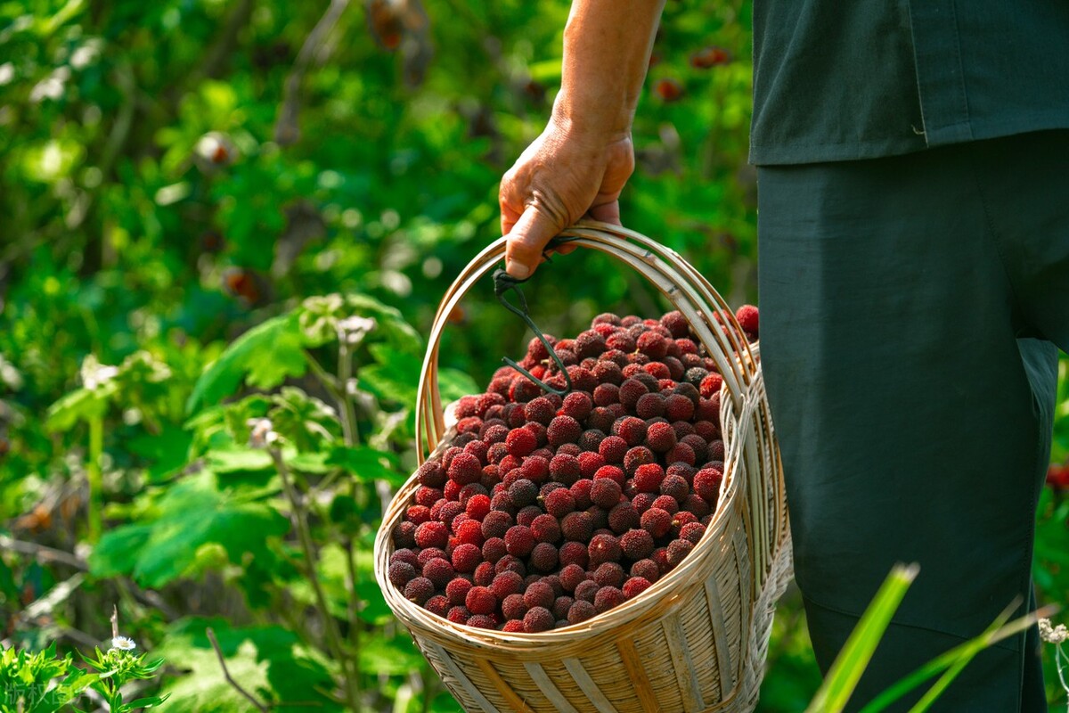 今日山竹榴莲价格,水果地带近期榴莲价格