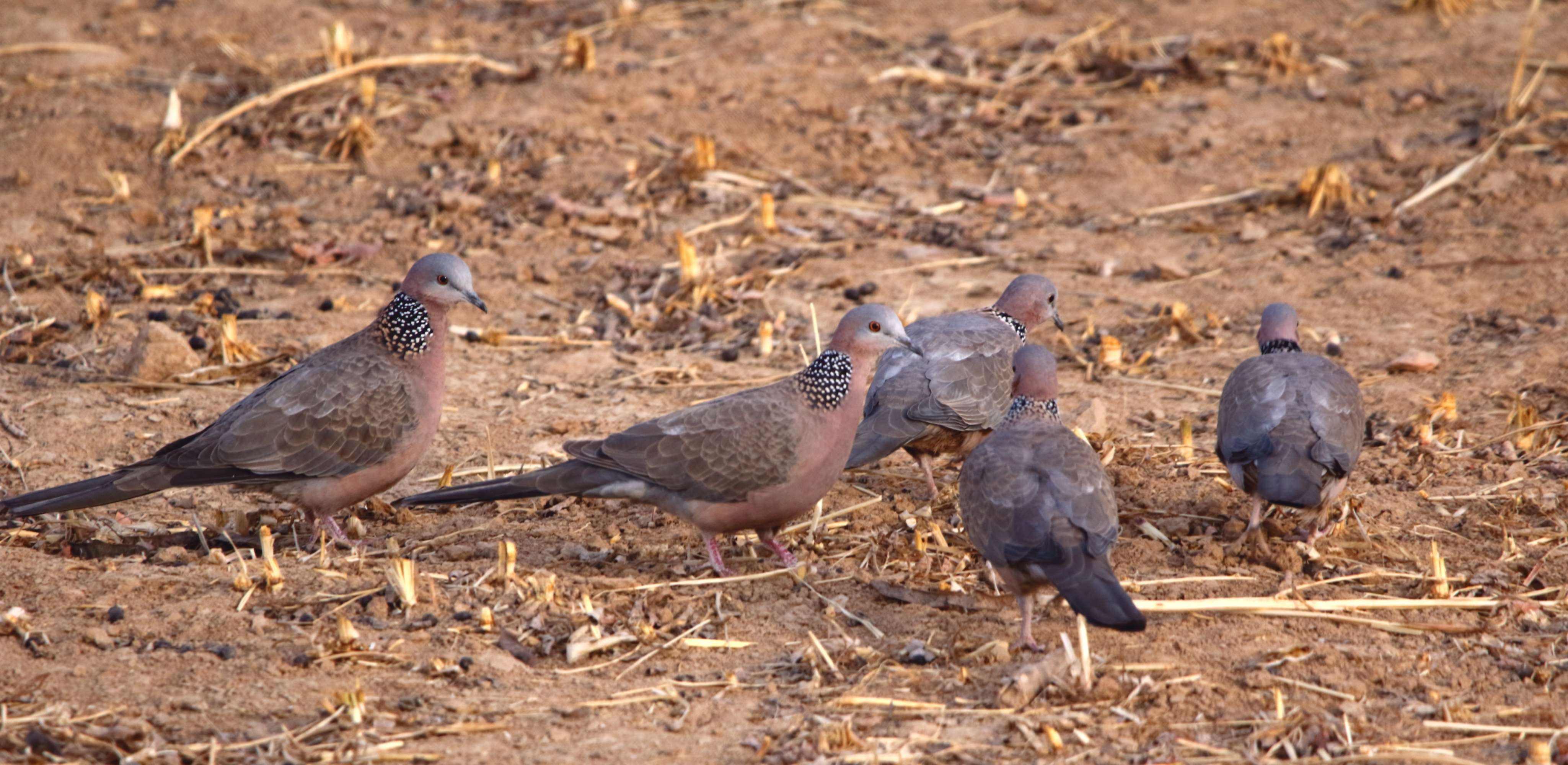 斑鸠一般生活在什么地方,东北野外斑鸠一般夜间在哪里栖息