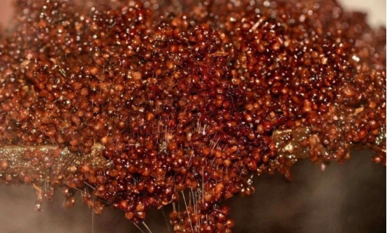 纯粮酱酒购买,市面上可以买的实惠酱酒